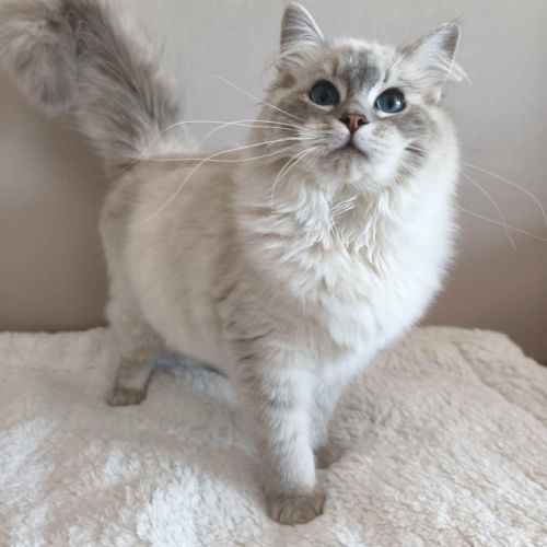 Chat ragdoll lof #0