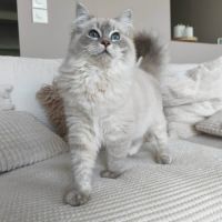 Chat ragdoll lof #1