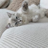 Chat ragdoll lof #2