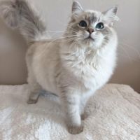 Chat ragdoll lof
