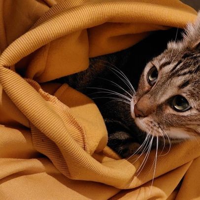 Ozzy, 8 ans / cherche jardin et foyer calme pour c #0