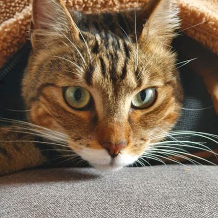Ozzy, 8 ans / cherche jardin et foyer calme pour c #3