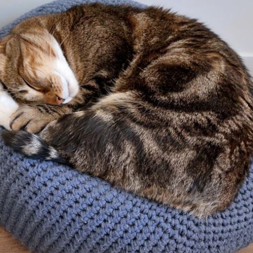 Ozzy, 8 ans / cherche jardin et foyer calme pour c #4