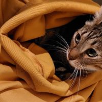 Ozzy, 8 ans / cherche jardin et foyer calme pour c