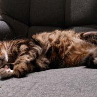 Ozzy, 8 ans / cherche jardin et foyer calme pour c #2