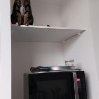 Ozzy, 8 ans / cherche jardin et foyer calme pour c #5