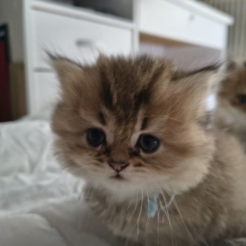 Chatons à réserver highland straight loof #2