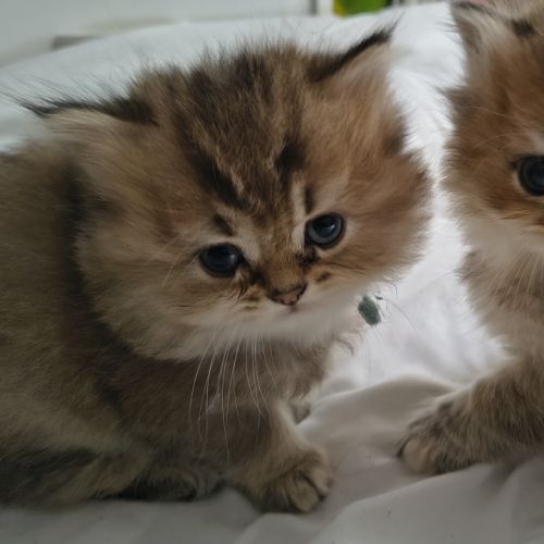 Chatons à réserver highland straight loof #3