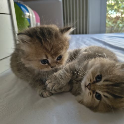 Chatons à réserver highland straight loof #4