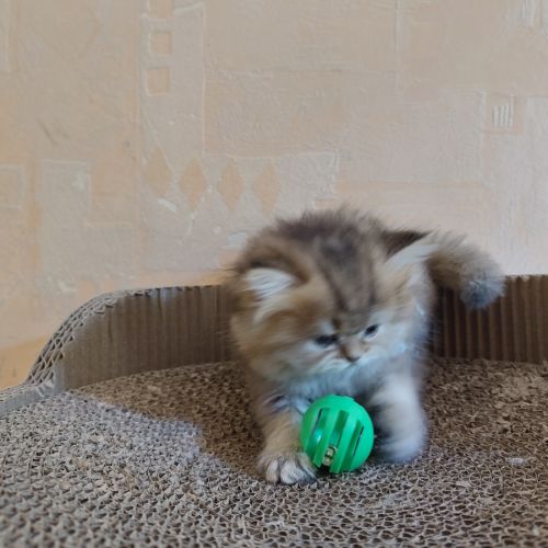 Chatons à réserver highland straight loof #6
