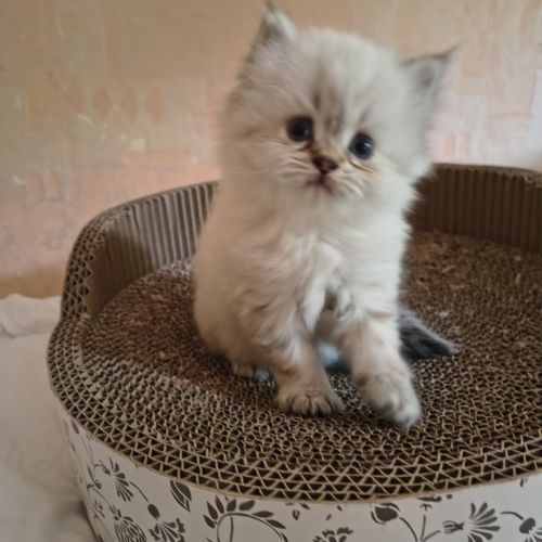 Chatons à réserver highland straight loof #9