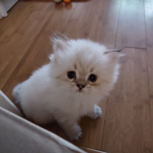 Chatons à réserver highland straight loof #10