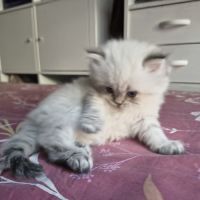 Chatons à réserver highland straight loof #5