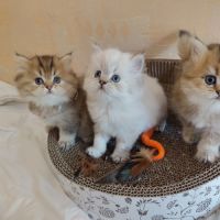 Chatons à réserver highland straight loof #7