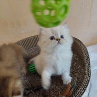 Chatons à réserver highland straight loof #8
