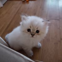 Chatons à réserver highland straight loof #10