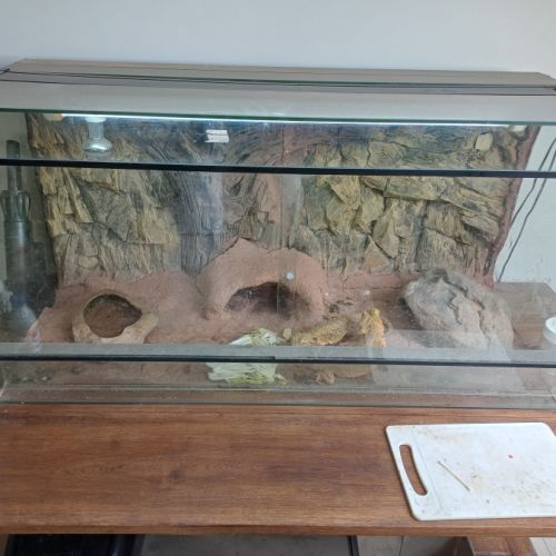 Pogona femelle et male