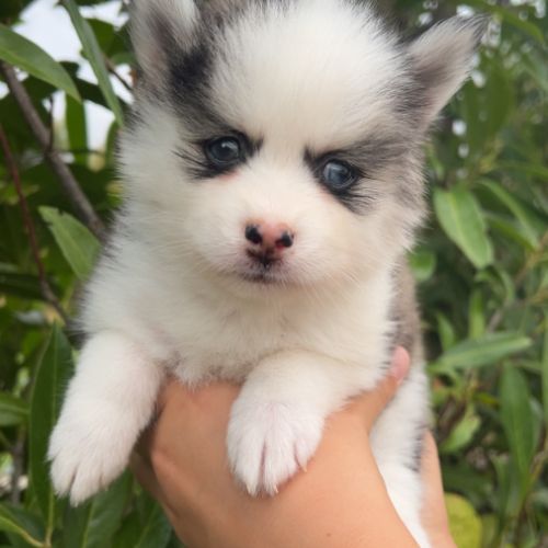 Pomsky toy #1