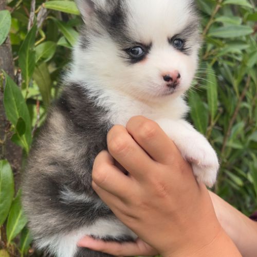Pomsky toy #2