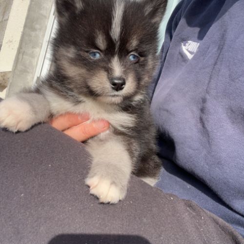 Pomsky toy #3