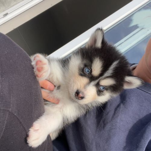 Pomsky toy #0