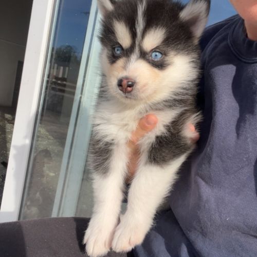 Pomsky toy #8