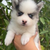 Pomsky toy #1