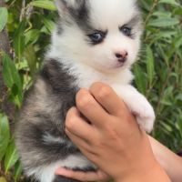 Pomsky toy #2