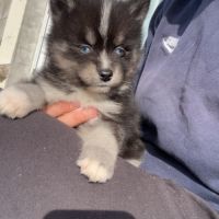 Pomsky toy #3