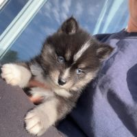 Pomsky toy #4