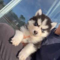 Pomsky toy #5