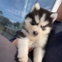 Pomsky toy #6
