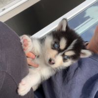 Pomsky toy