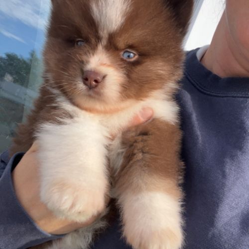Pomsky chiot #1