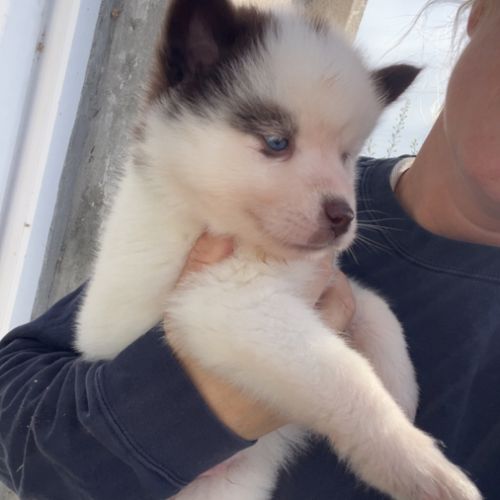 Pomsky chiot #0