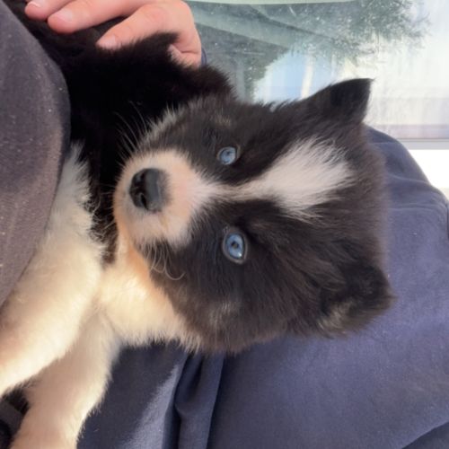 Pomsky chiot #6