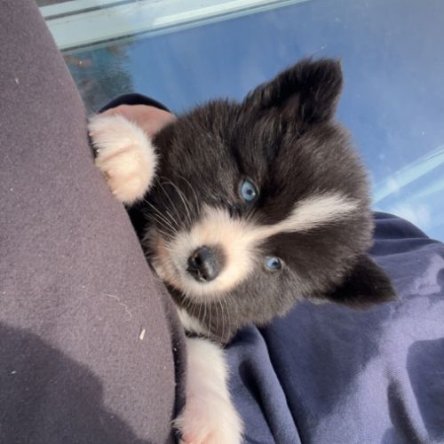 Pomsky chiot #7