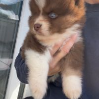 Pomsky chiot #2