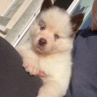 Pomsky chiot #3