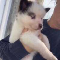 Pomsky chiot