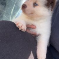Pomsky chiot #5