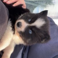 Pomsky chiot #6