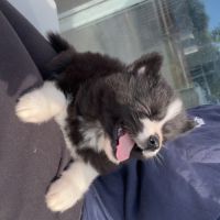 Pomsky chiot #8