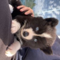 Pomsky chiot #9