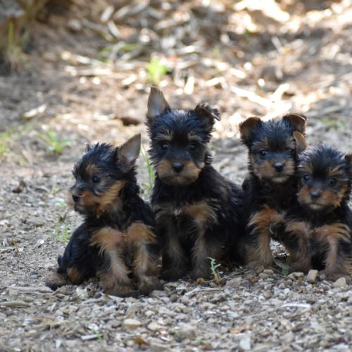 Chiots yorkshire,york #2