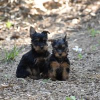 Chiots yorkshire,york #1
