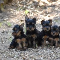Chiots yorkshire,york #2