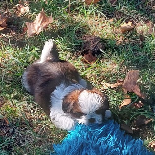 Chiot shih tzu lof tricolore #3
