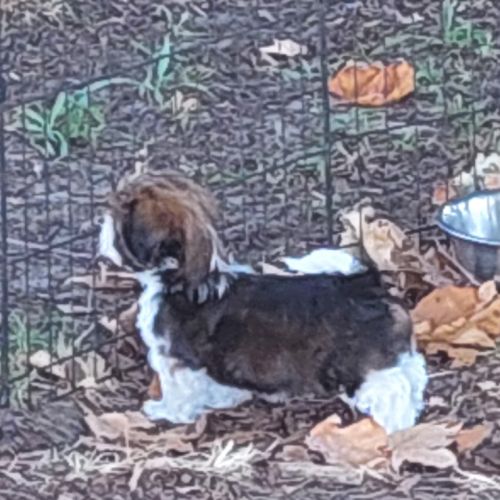 Chiot shih tzu lof tricolore #4