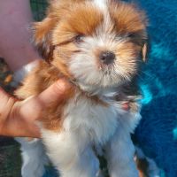 Chiot shih tzu lof tricolore #1